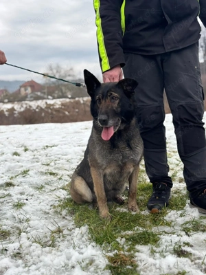 *RENA* - die Schäferhundin sucht dringend eine Familie. Das Tierheimleben setzt sie in Stress Bild 5