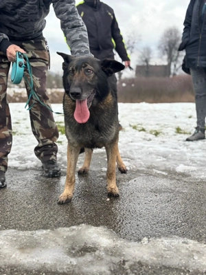 *RENA* - die Schäferhundin sucht dringend eine Familie. Das Tierheimleben setzt sie in Stress Bild 3