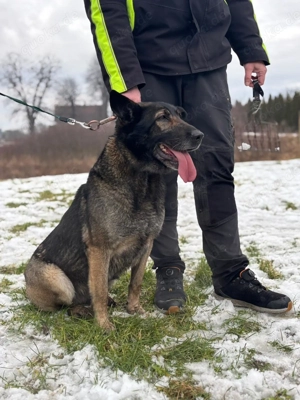 *RENA* - die Schäferhundin sucht dringend eine Familie. Das Tierheimleben setzt sie in Stress Bild 4