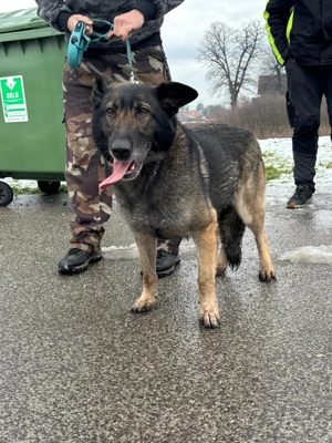 *RENA* - die Schäferhundin sucht dringend eine Familie. Das Tierheimleben setzt sie in Stress Bild 2