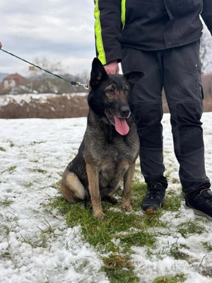 *RENA* - die Schäferhundin sucht dringend eine Familie. Das Tierheimleben setzt sie in Stress Bild 6