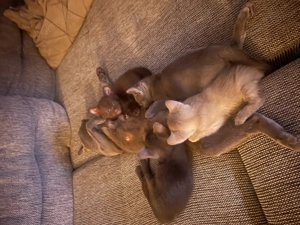 Burma Katzenbabys  Bild 2
