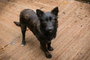 *ONYX* ist wie alle jungen Hunde verspielt und aktiv 