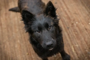 Chip-Nr. 273455 - Die Junghündin ist verspielt und unternehmungslustig