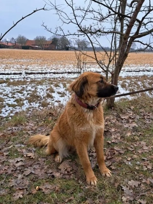 süße Mischlingshündin "Arina" sucht ein Zuhause Bild 2