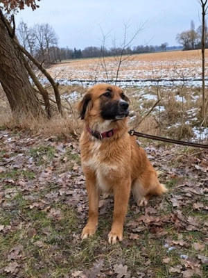 süße Mischlingshündin "Arina" sucht ein Zuhause Bild 3