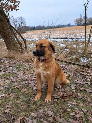 süße Mischlingshündin "Arina" sucht ein Zuhause Bild 4