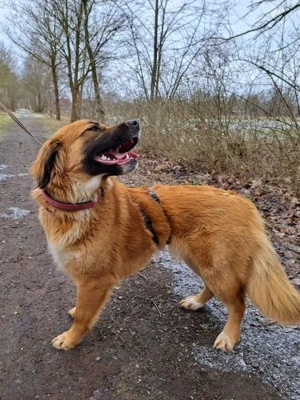 süße Mischlingshündin "Arina" sucht ein Zuhause Bild 6