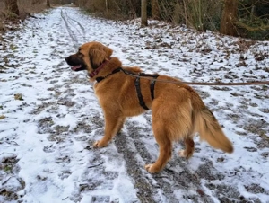 süße Mischlingshündin "Arina" sucht ein Zuhause Bild 7