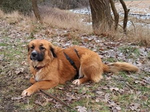 süße Mischlingshündin "Arina" sucht ein Zuhause Bild 5