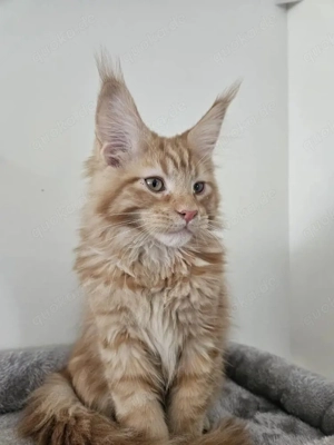  Wundervolle Maine Coon-Kätzchen zu verkaufen   3 Weibchen und 2 Männchen 