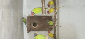 Pflaumenkopfsittiche 