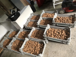 Unbehandelte Walnüsse Ernte Herbst 2025 abzugeben