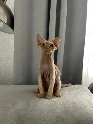 Devon Rex Junge
