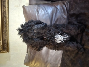 Schwarz weiße Königspudel 