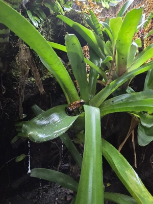 oophaga sylvatica Diablo 