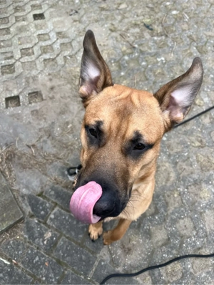 Lupo sucht ein neues Zuhause 