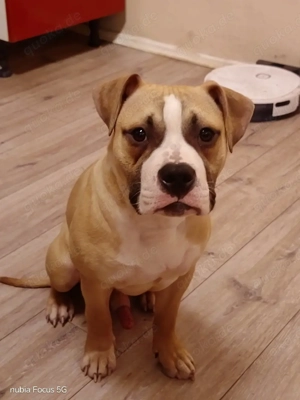 Amerikan Bully pocket