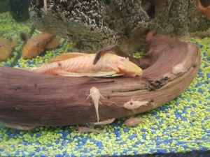 Gelbe Antennenwelse L144 Bild 5