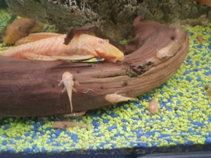 Gelbe Antennenwelse L144 Bild 4