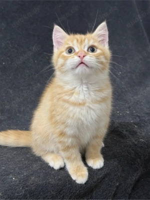 Ein liebevolles Zuhause für Dodo gesucht