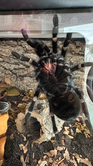 Brachypelma auratum 0.1.0 Bild 2
