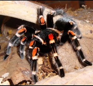 Brachypelma auratum 