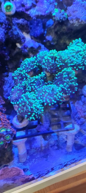Euphyllia LPS Koralle Fimbriaphyllia paraancora