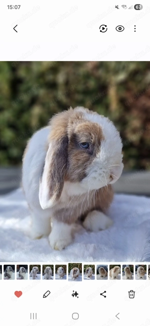 Minilop Häsin Kaninchen Liebhaber 3 Jahre geimpft 