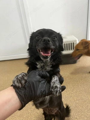 Greta   kleines Herz sucht großen Platz im Leben