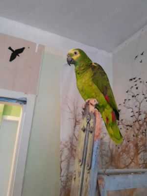 papagei amasonn 6 jahr allt