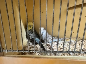 Schauwellensittichzucht Auflösung