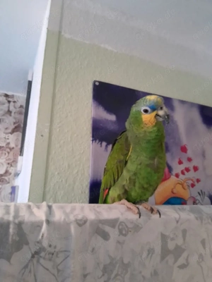 papagei amasonn 4 jahre allt