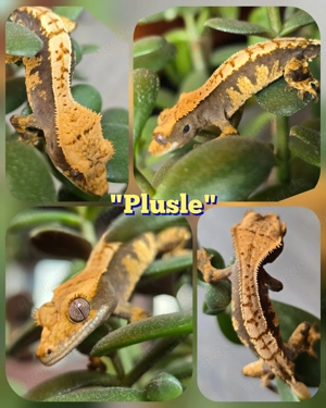 0.0.1 Correlophus ciliatus Kronengecko "Plusle"