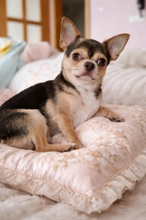 *Ganz lieber einzigartiger Chihuahua Rüde mit FCI Ahnentafel 1 Jahr*