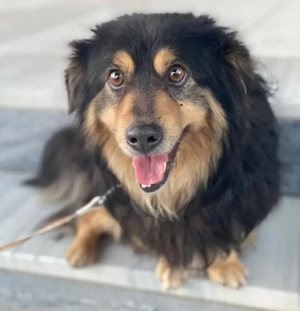 Jacub, geb. ca. 08 2023, lebt in GRIECHENLAND, im städt. Tierheim Serres