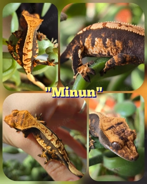 0.0.1 Correlophus ciliatus Kronengecko "Minun"