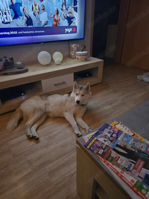 süsses Hundemädchen sucht ihr Körbchen 