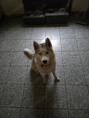 süsses Hundemädchen sucht ihr Körbchen 