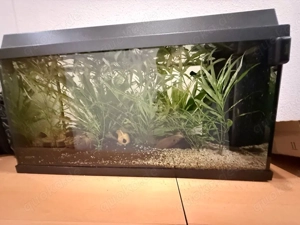 juwel 100L aquarium mit fischen 