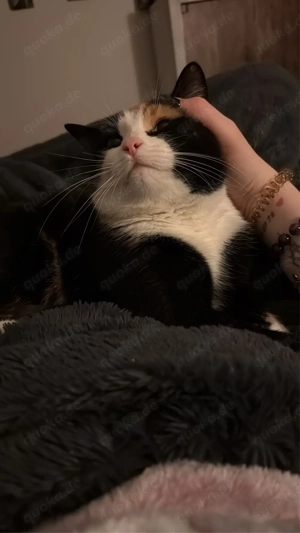 Kiko sucht Zuhause mit Freigang