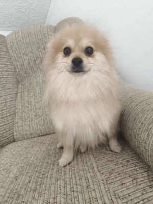  Bezauberndes Zwergspitz-Mädchen (Pomeranian) sucht ein liebevolles Zuhause!     
