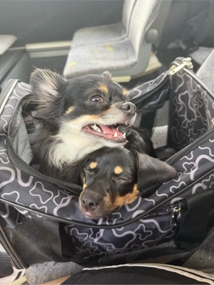 GESUCHT 2 zimmerwohnung tierfreundlich