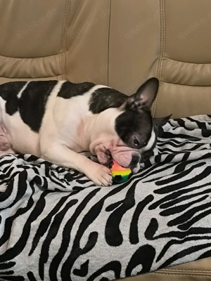 1 süßer Rüde abzugeben