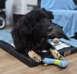 Milli, verspielte Hündin sucht ihr Zuhause: geeignet für Familie mit Kindern