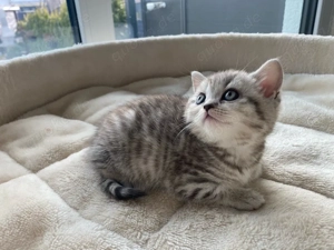 BKH Mädchen Kitten mit Impfausweis