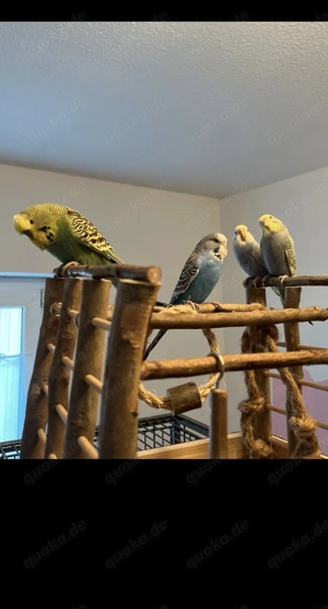 Wellensittiche abzugeben 