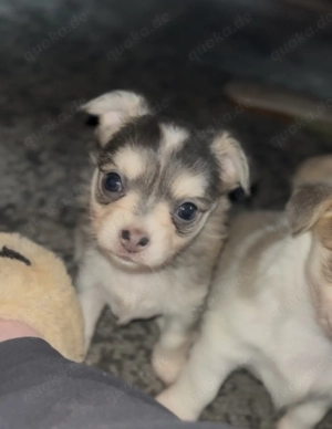 Chihuahua Hündin  geboren Januar 2026
