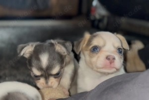 Chihuahua Welpen geboren Januar 206