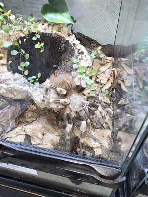 Verkaufe zwei wunderschöne Vogelspinnen: 0.1 Vitalius chromatus & 0.1 Chilobrachys dyscolus (Black)